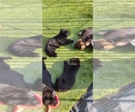 Small #2 German Shepherd Dog