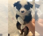 Small #3 Australian Shepherd