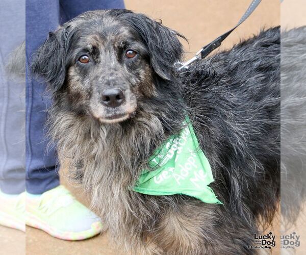 Medium Photo #3 Australian Shepherd-Unknown Mix Puppy For Sale in Washington, DC, USA