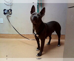 Mutt Dogs for adoption in Martinez, CA, USA