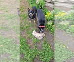Small Photo #6 Australian Cattle Dog Puppy For Sale in SHIPSHEWANA, IN, USA