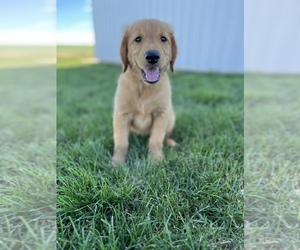 Golden Retriever Puppy for sale in INWOOD, IA, USA