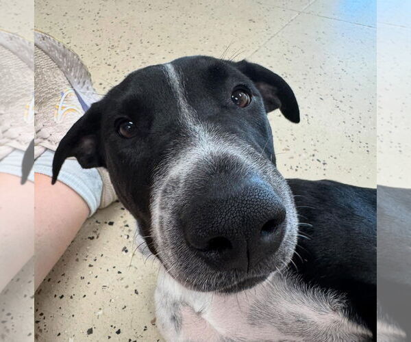 Medium Photo #6 German Shorthaired Pointer-Unknown Mix Puppy For Sale in Overland Park, KS, USA