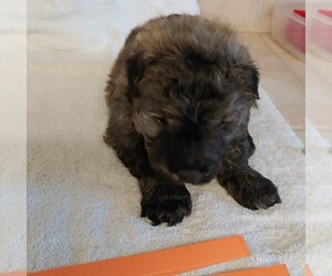 Bouvier Des Flandres Puppy for sale in AMBOY, WA, USA
