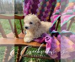 Small Photo #3 Poochon Puppy For Sale in NIANGUA, MO, USA