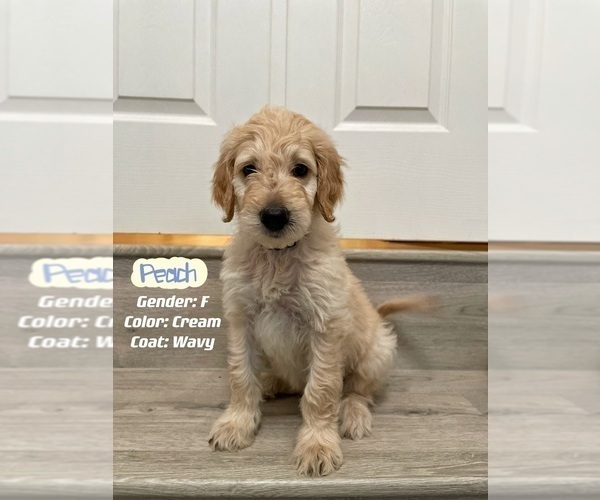 Medium Photo #1 Goldendoodle Puppy For Sale in TOMBALL, TX, USA