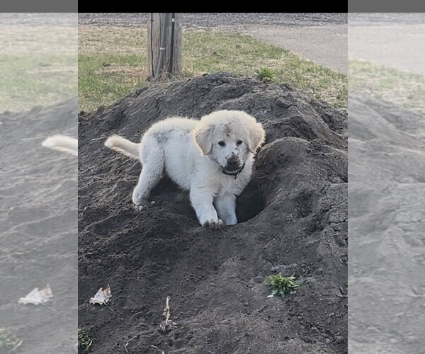 Medium Photo #4 Great Pyrenees-Unknown Mix Puppy For Sale in Brooklyn Center, MN, USA