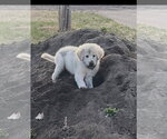 Small #3 Great Pyrenees Mix