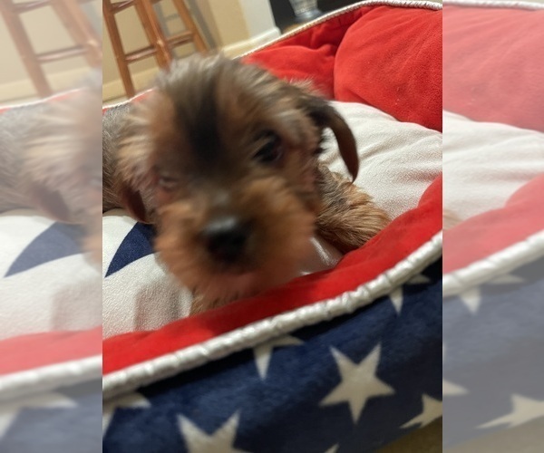 Medium Photo #24 Yorkshire Terrier Puppy For Sale in RANCHO CORDOVA, CA, USA