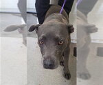 PRIM - Female Mutt Dog for Adoption - Small photo