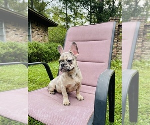 French Bulldog Puppy for sale in JACKSONVILLE, FL, USA