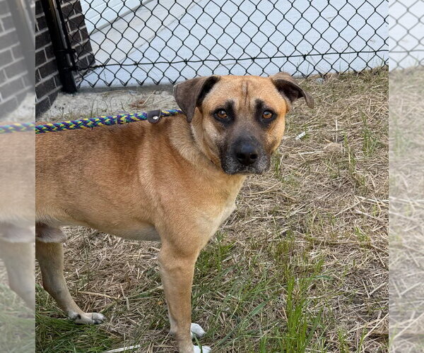 Medium Photo #3 Mutt Puppy For Sale in Tarboro, NC, USA