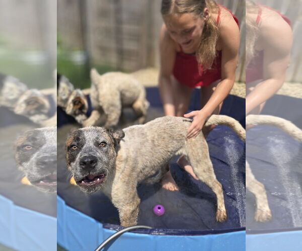 Medium Photo #2 Mutt Puppy For Sale in Garden City, NY, USA