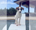 Small #4 Great Pyrenees Mix