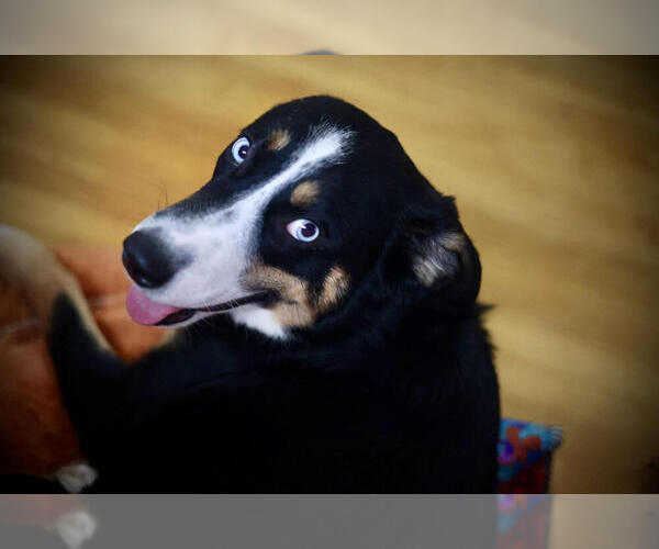 Medium Photo #4 Australian Shepherd-Unknown Mix Puppy For Sale in Plymouth, MN, USA