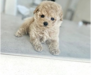 Maltipoo Puppy for sale in COOLIDGE, AZ, USA