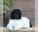 Small #2 Poodle (Standard)