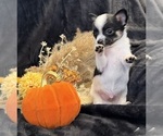 Sky - Female Chihuahua Puppy for Sale - Photo #17