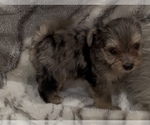 Small #9 Yorkshire Terrier