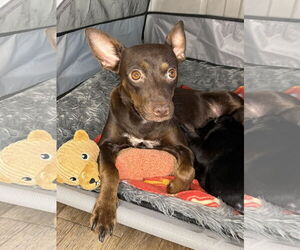 Miniature Pinscher Dogs for adoption in Texarkana, TX, USA