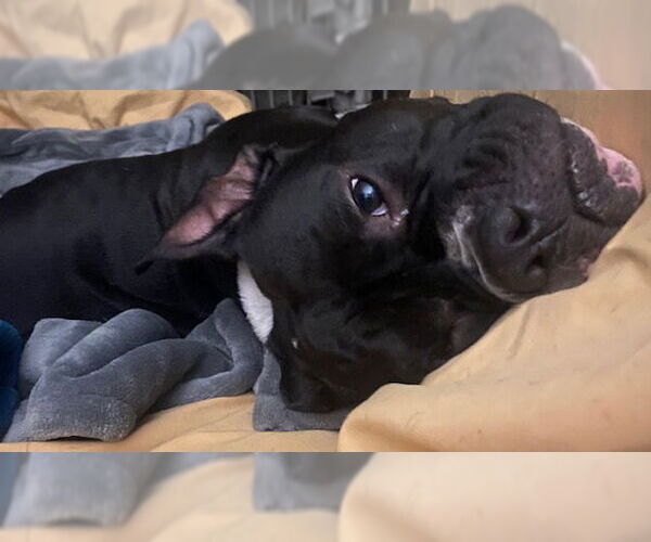 Medium Photo #2 Bulldog Puppy For Sale in Doylestown, PA, USA