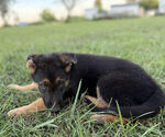Puppy Purple Collar German Shepherd Dog