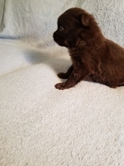 Pomeranian Puppy for sale in ASHFORD, AL, USA