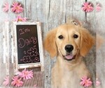 Small Photo #1 Golden Retriever Puppy For Sale in GREENCASTLE, PA, USA
