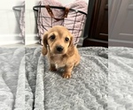 Small Photo #2 Dachshund Puppy For Sale in BROWNSBURG, IN, USA