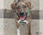 Small #1 Boxer-Plott Hound Mix