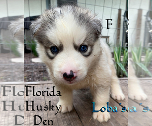 Siberian Husky Puppy for sale in NEW PORT RICHEY, FL, USA