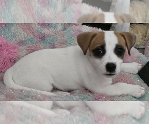 Jack Russell Terrier Puppy for sale in ORANGE CITY, FL, USA
