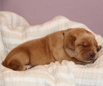 Small #6 Labrador Retriever