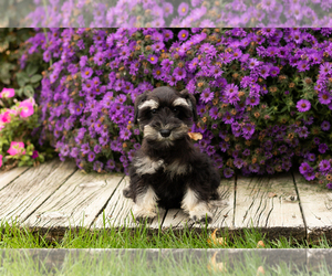 Schnauzer (Miniature) Puppy for sale in NAPPANEE, IN, USA