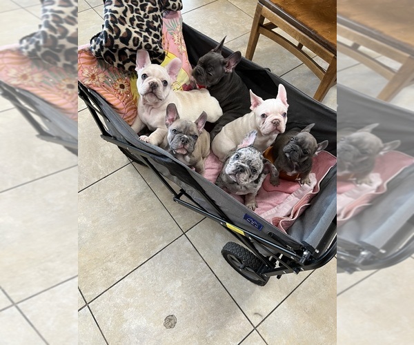 Medium Photo #1 French Bulldog Puppy For Sale in BLUEFIELD, WV, USA