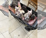 Small Photo #1 French Bulldog Puppy For Sale in BLUEFIELD, WV, USA