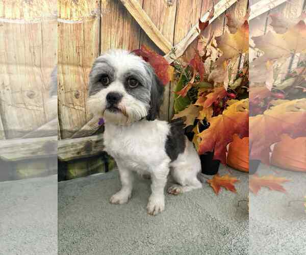 Medium Photo #1 Shih Tzu-Unknown Mix Puppy For Sale in Mukwonago, WI, USA