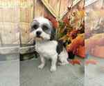 Small Shih Tzu Mix