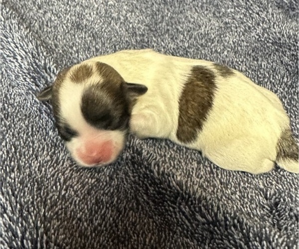Medium Photo #7 Mal-Shi Puppy For Sale in ROGERS, MN, USA