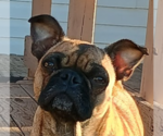 Small Photo #1 Frenchie Pug Puppy For Sale in BANGS, TX, USA