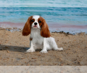 Cavalier King Charles Spaniel Puppy for Sale in Nagycenk, Gyor-Moson-Sopron Hungary