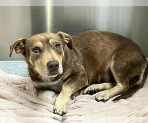 American Pit Bull Terrier-Dachshund Mix Dogs for adoption in Orange, CA, USA