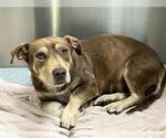 Small American Pit Bull Terrier-Dachshund Mix