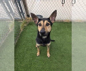 German Shepherd Dog-Unknown Mix Dogs for adoption in Brewster, NY, USA
