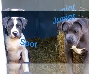 American Pit Bull Terrier Puppy for sale in ALVORD, TX, USA