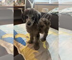 Small #5 Poodle (Miniature)