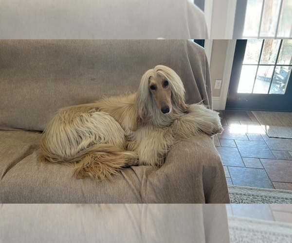 Medium Photo #1 Afghan Hound Puppy For Sale in VIDALIA, GA, USA