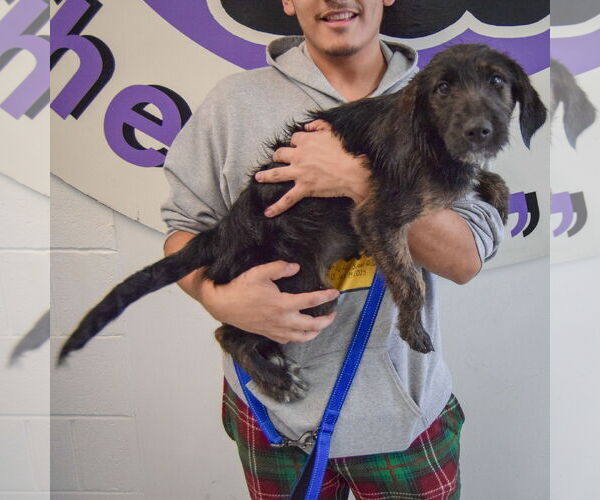 Medium Photo #2 Beagle-Unknown Mix Puppy For Sale in Huntley, IL, USA