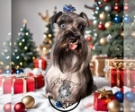 Small Photo #1 Schnauzer (Miniature) Puppy For Sale in KISSIMMEE, FL, USA