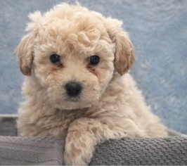 Bichon Frise-Poodle (Standard) Mix Puppy for sale in GLYNDON, MD, USA